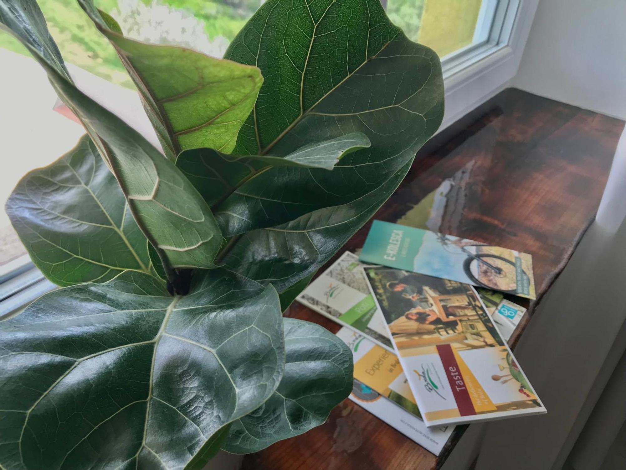 Kojsko La Cubanita Bed & Breakfast エクステリア 写真